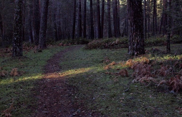 Luz en el camino