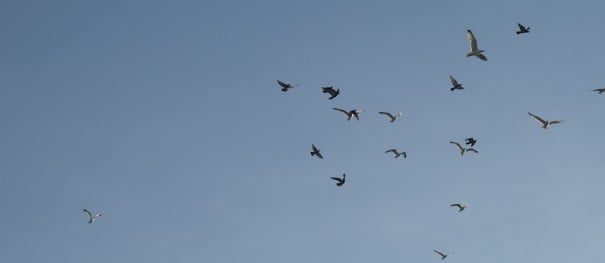 Pajaros cielo