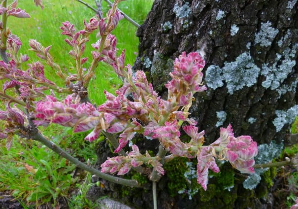 Candeleda flores