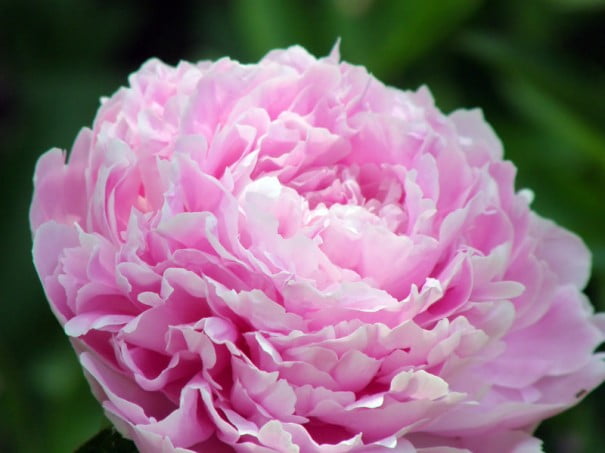 Peonia