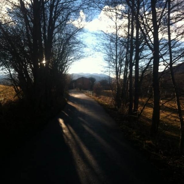 Pensamiento simiente, cerdanya