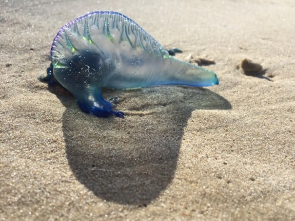 Sensibilidad (blue bottle) medusa