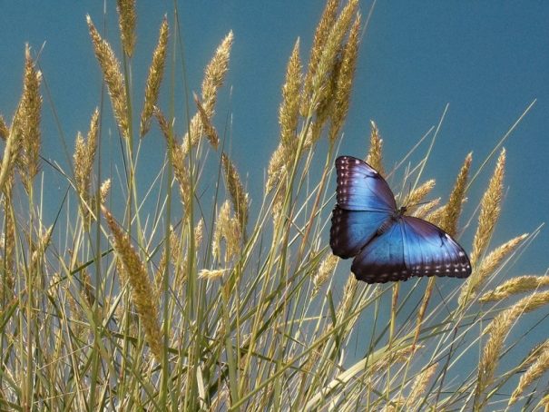 mariposa