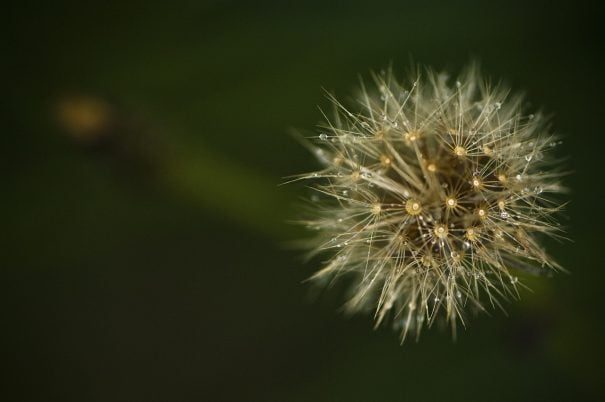 Meditar como la semilla que germina 1 Semilla germinada