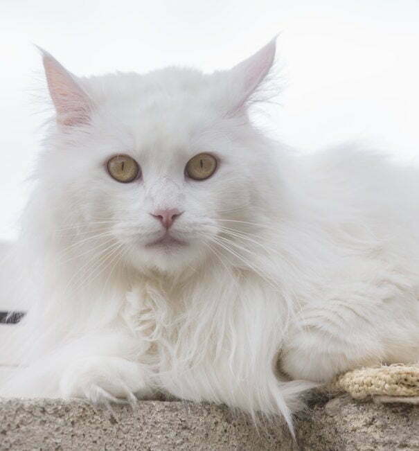 Emile