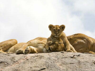 leones