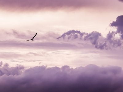 meditar gaviota