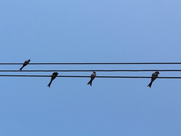 Pajaros YogaenRed