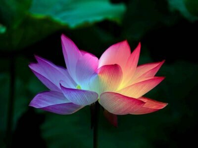 Flor loto