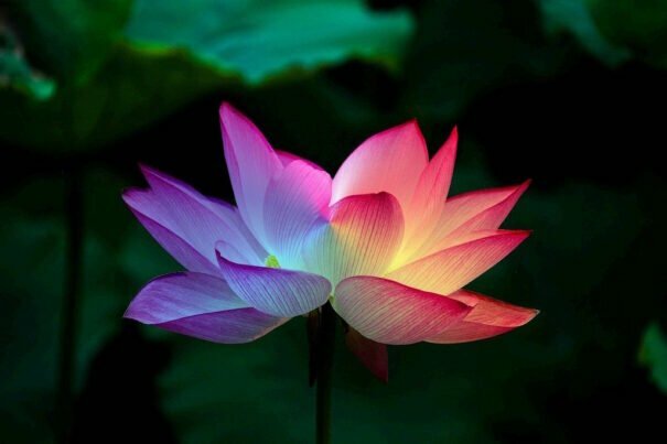La crisis de los gurús/ Caída de Yogi Bhajan y propuesta para superar la crisis: el yoga poslinaje 1 Flor loto