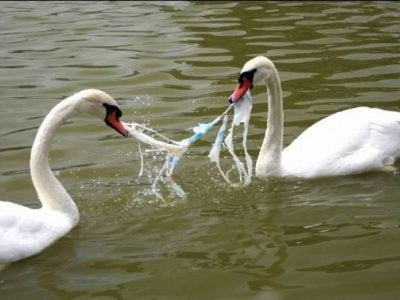 aves