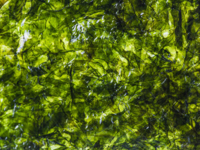 Espirulina
