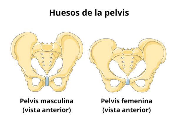 pelvis