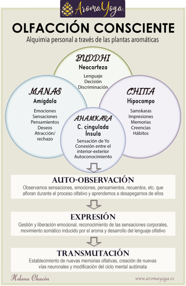 Olfaccion 2 ciclo mental y aromaterapia