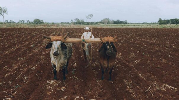Yoga Sūtra: El cambio (parināma) 3ª parte, por Martyn Neal 2 agricultor