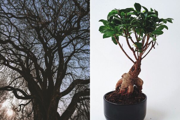 roble