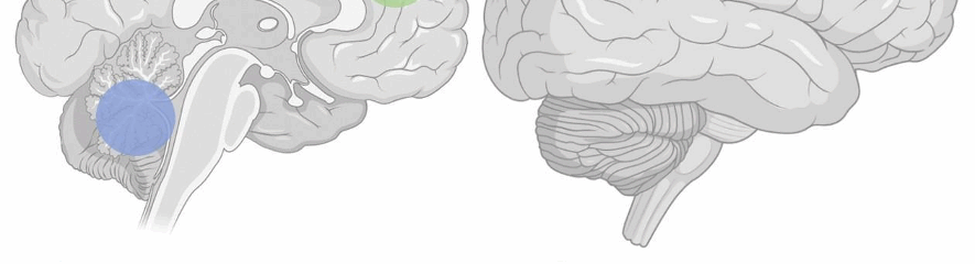 neurociencia