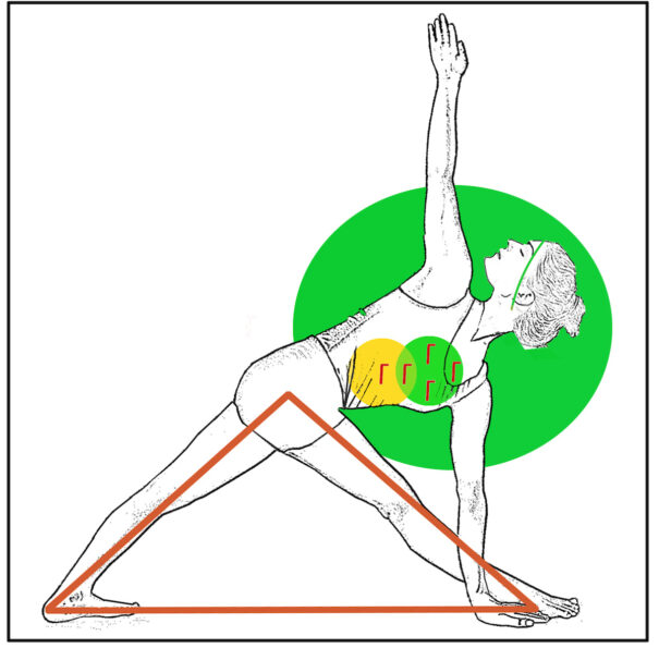 ¿Cuál es la herramienta más poderosa para absorber el Prana? Vayu, la respuesta está en el viento (2) 2 1. parivrtta trikonasana