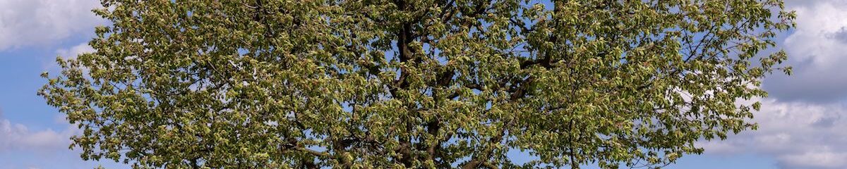 Un árbol, muchas ramas 1 arbol