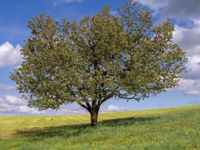 arbol
