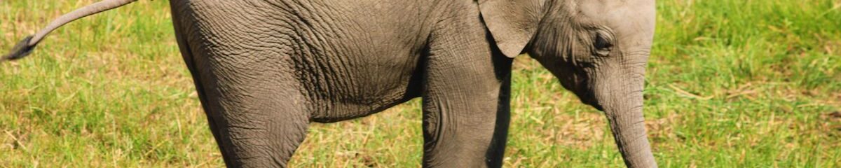 Ganeshín, el elefante que no sabía que era fuerte 1 ganeshin